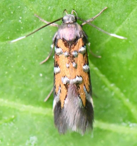 Pancalia leuwenhoekella